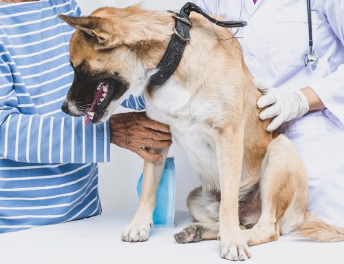 Managing Aging Dog Diseases: Essential Care Tips