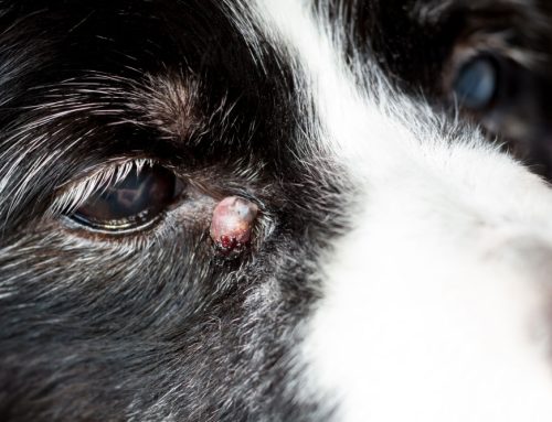 Finding a Lump on Your Pet? Here’s How We Can Help