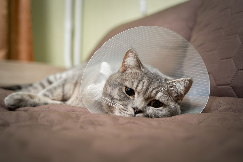 A gray cat with a white face is lying down on a brown quilted surface, wearing a transparent plastic cone around its neck. The cat appears relaxed with its head resting on the surface.