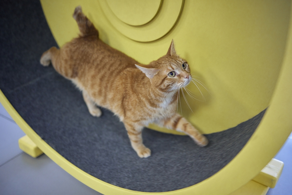 A ginger tabby cat walks on a large yellow exercise wheel, looking upward. The cat's fur is striped, and the wheel's interior surface is gray. The background is a plain indoor setting.